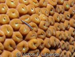 baby cleaning goby in a star coral in black wall dive sit... by Victor J. Lasanta 